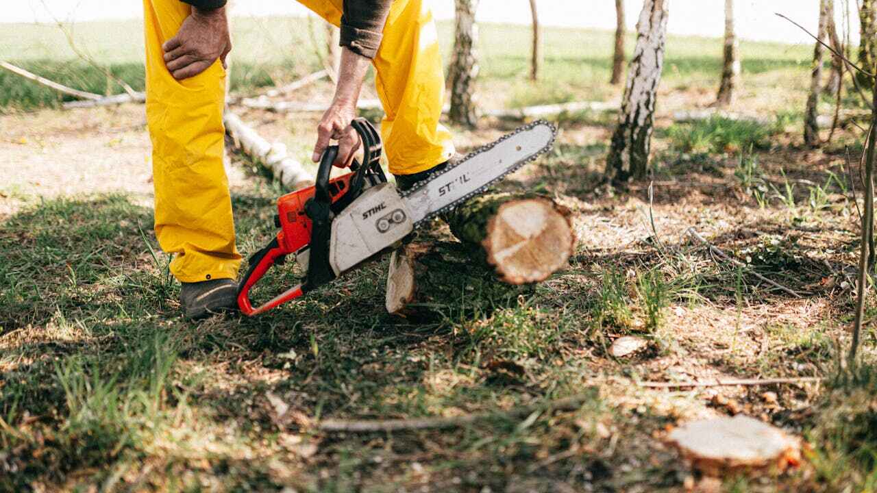 Tree Root Removal